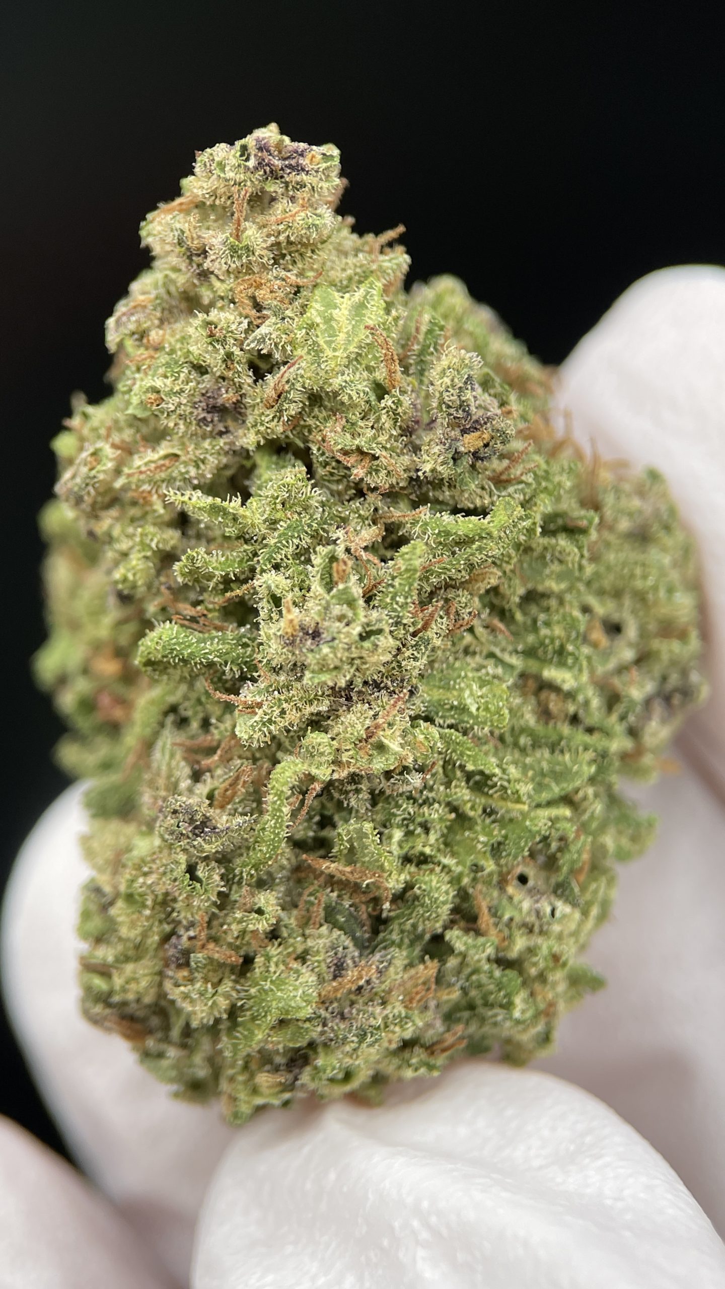 Forbidden Fruit