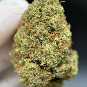 Amnesia
