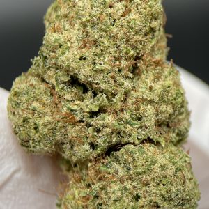 Orange Bud