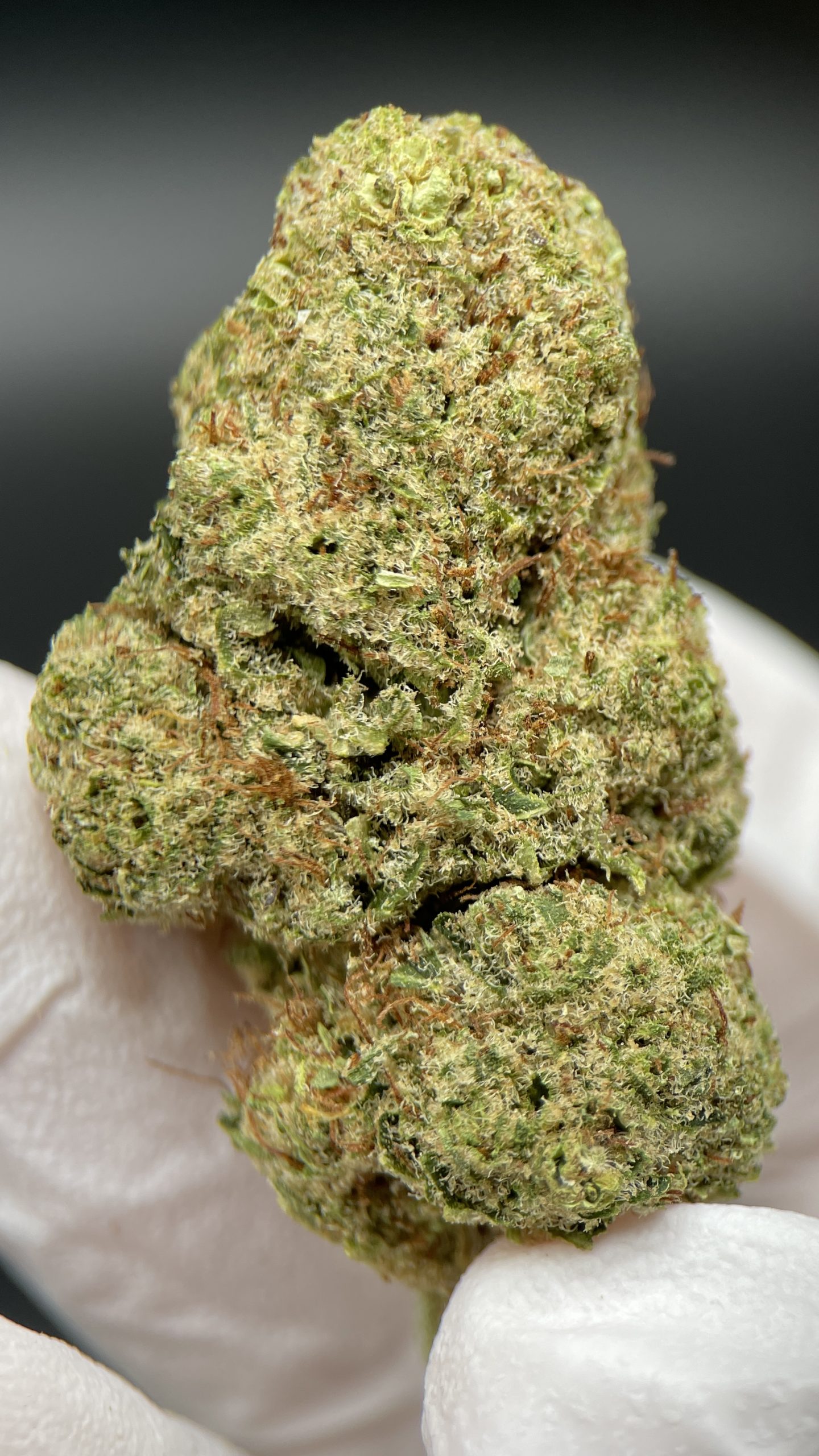Orange Bud