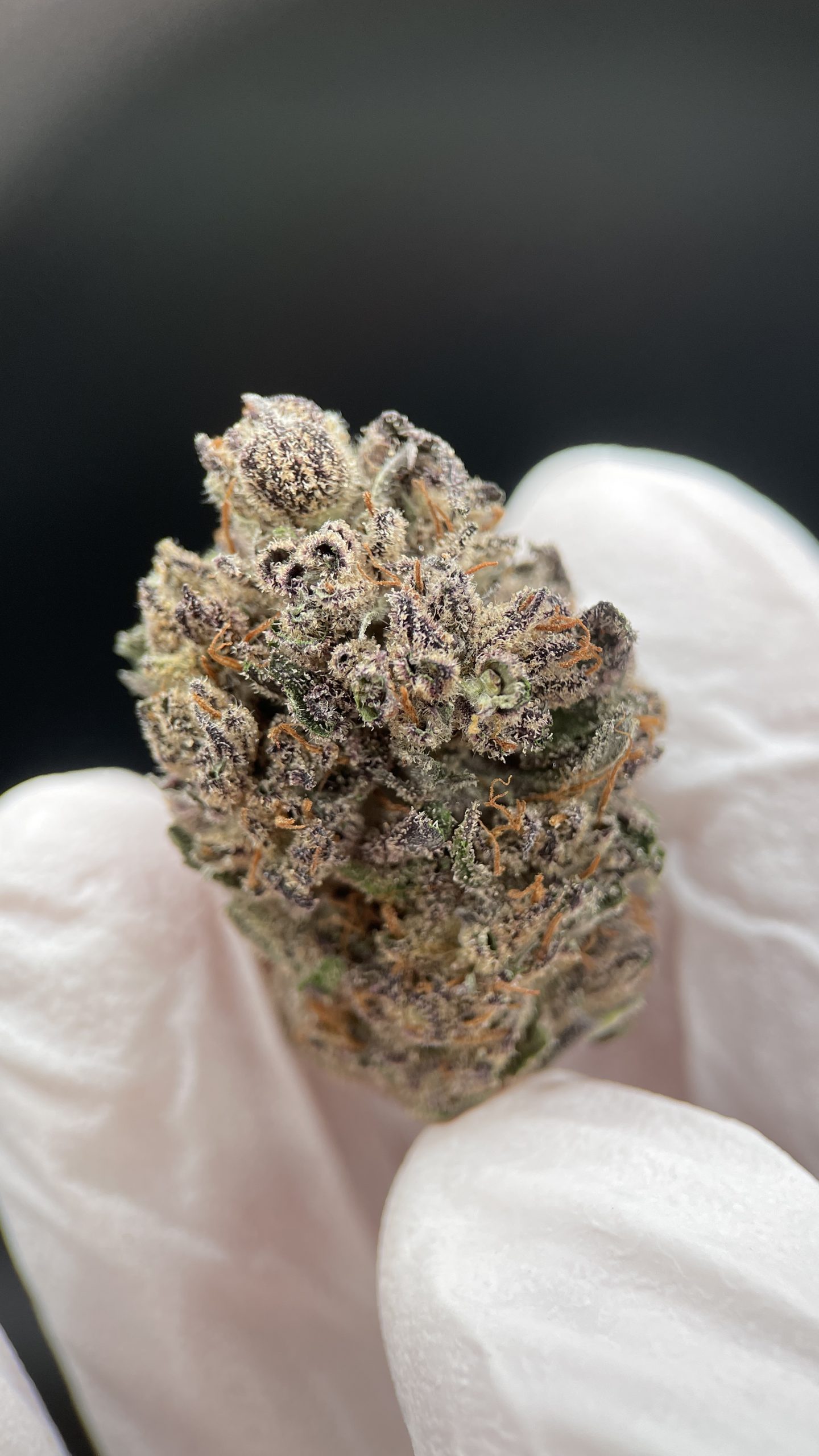 Bubblegum